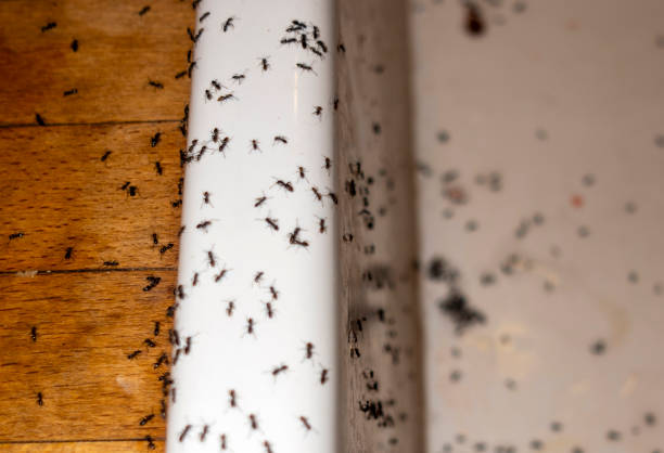 Best Affordable Pest Control Services  in Nashville, TN